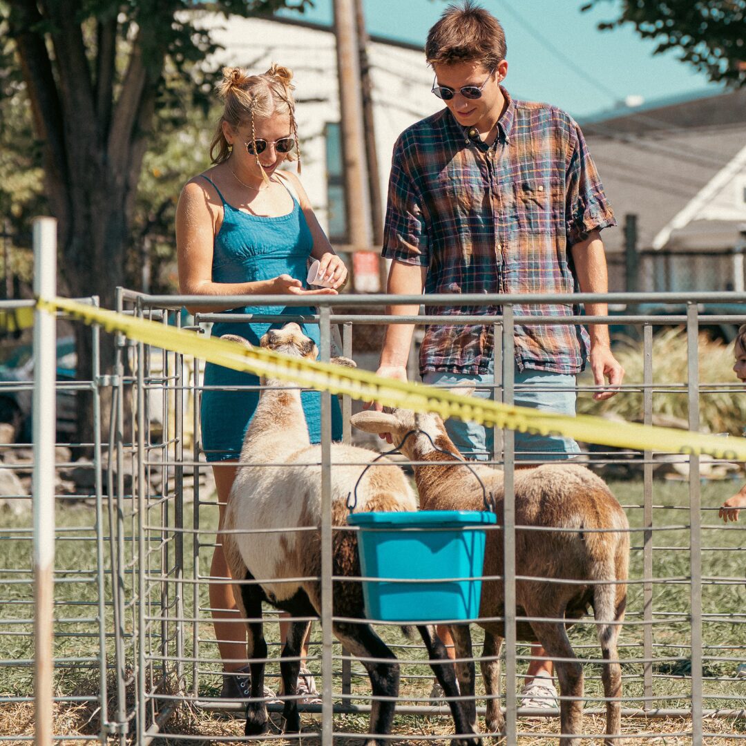 Farm Animals