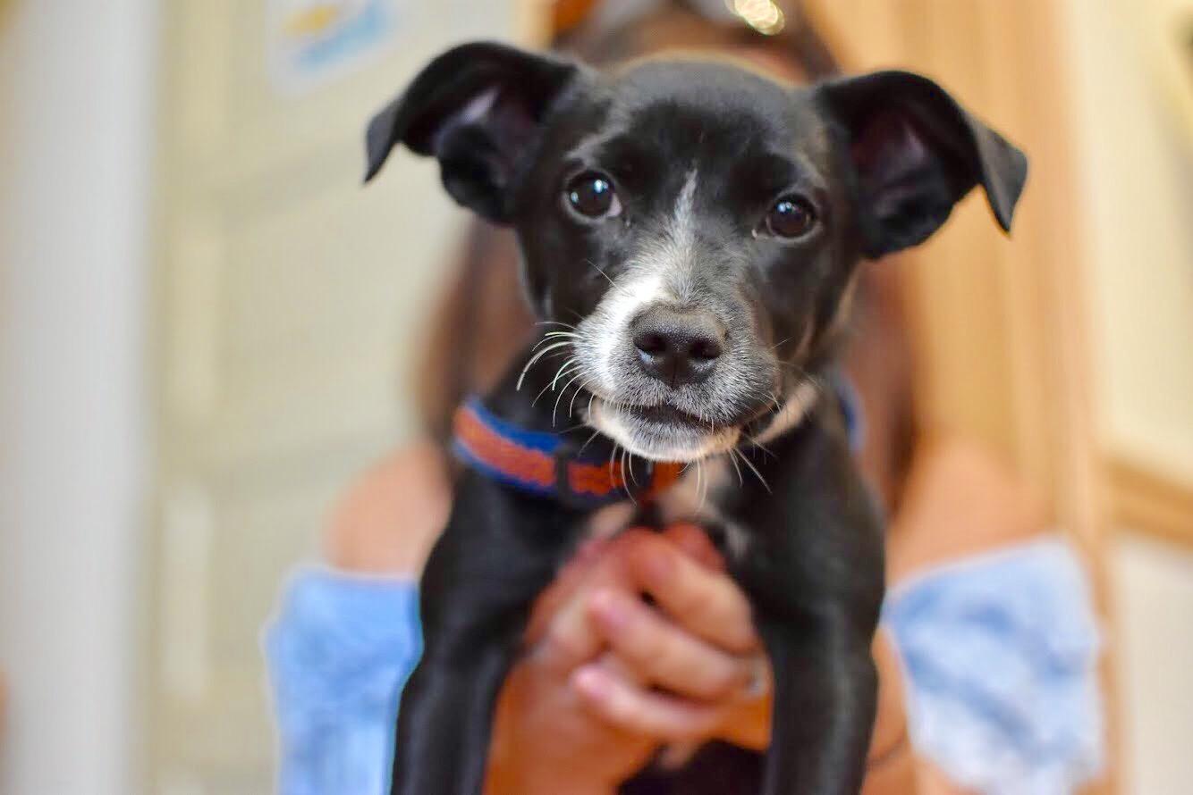 Shop Pets of Downtown Frederick • Downtown Frederick Partnership